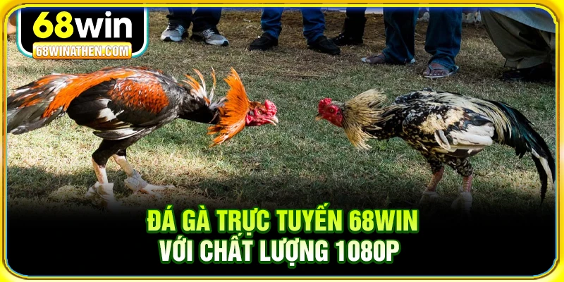 Đá gà trực tuyến 68win với chất lượng 1080p 