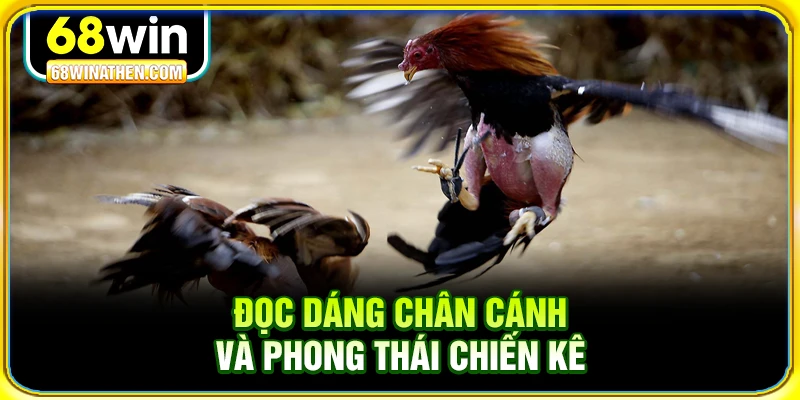 Đọc dáng chân cánh và phong thái chiến kê